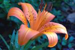 Thumbnail Orange Lily