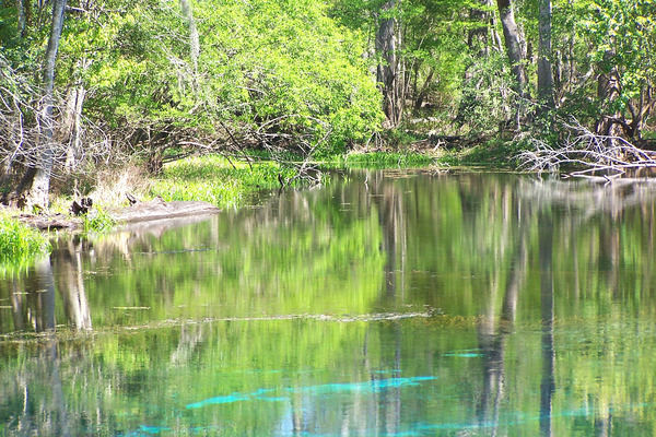 Product picture Manatee Springs, FL.