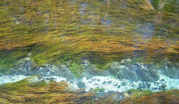 Product picture Manatee Springs, FL.