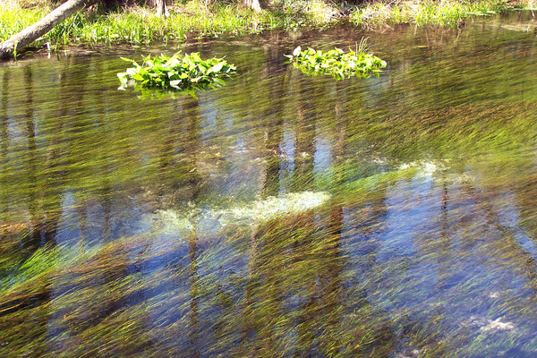 Product picture Manatee Springs, FL.