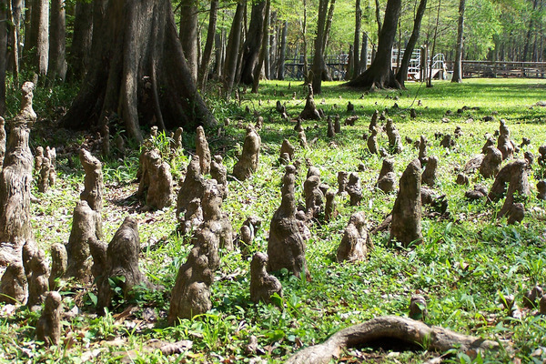 Product picture Cypress Knees