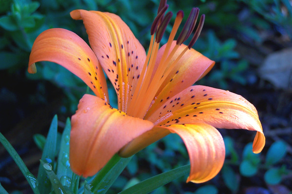 Product picture Orange Lily