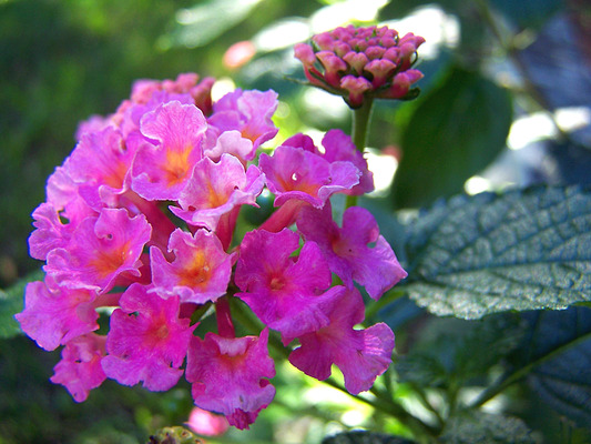 Product picture Lantanas