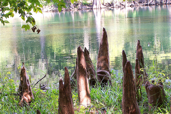 Product picture Santa Fe River and Cypress Knees