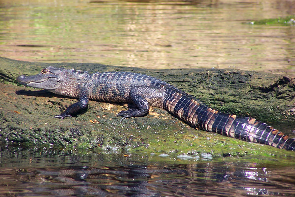 Product picture Young American Alligator