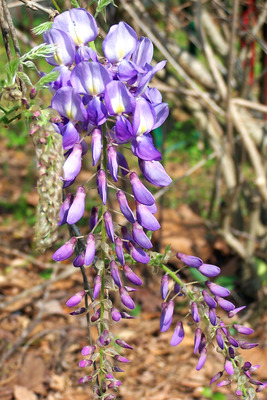 Product picture Wisteria