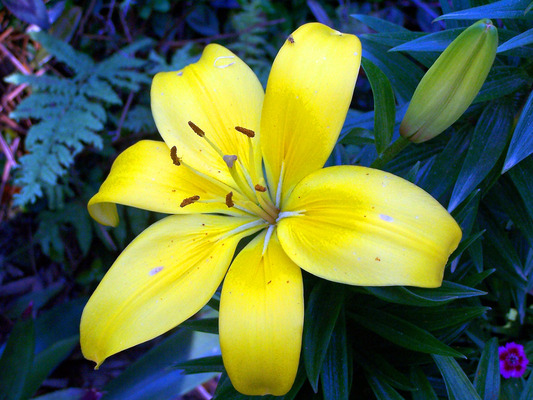 Product picture Yellow Lily