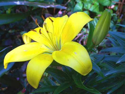 Product picture Yellow Lily Bloom